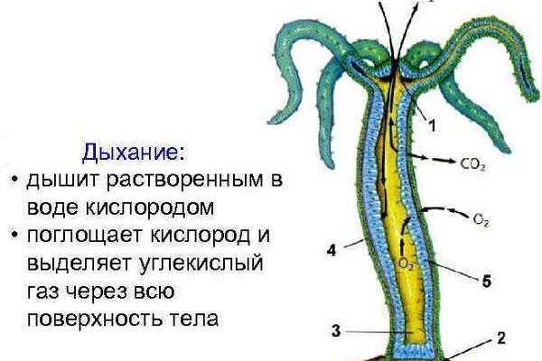 Как зайти на кракен через айфон